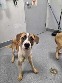 Terrier Dogs Available for Adoption - Fawn | PetCurious