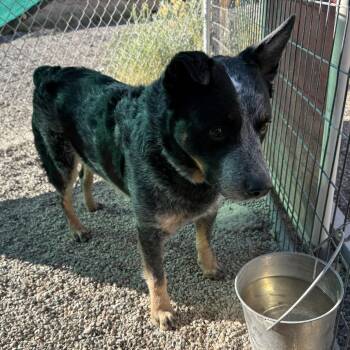 Australian Cattle Dog Blue Heeler Dogs Available for Adoption in Rifle, Colorado - Toby (Buster) | PetCurious