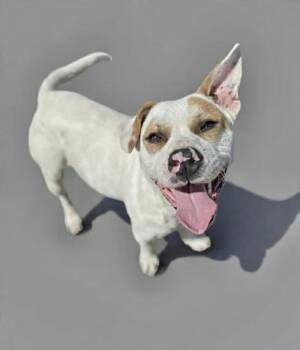 Traveler -  Pit Bull Terrier Dog for Adoption in Manchester, Connecticut - Traveler | PetCurious