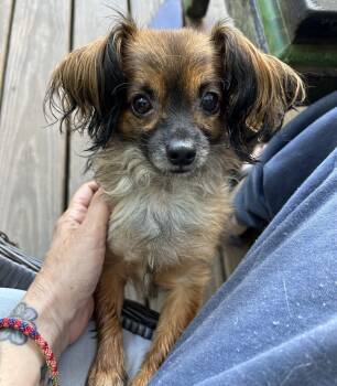 Meep -  Chihuahua Dog for Adoption in Closter, New Jersey - Meep | PetCurious