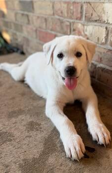 Labrador Retriever and Great Pyrenees Dogs Available for Adoption - Otis | PetCurious