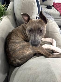 fiona -  American Bulldog Dog for Adoption in Wantagh, New York - Fiona | PetCurious