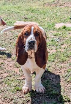 Basset Hound Dogs Available for Adoption - Copper | PetCurious