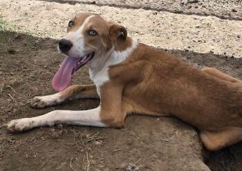 Labrador Retriever Dogs Available for Adoption in Humble, Texas - Stray | PetCurious