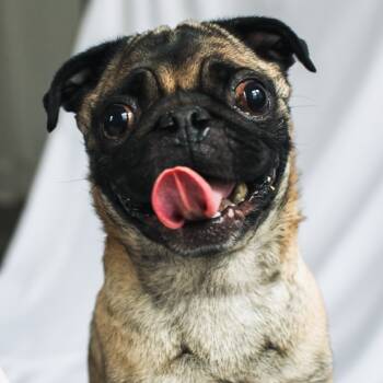 Rescue Pug Dogs for Adoption in Rochester, Minnesota - Mofassa | PetCurious