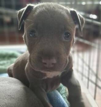 Mixed Breed Dogs Available for Adoption in Honolulu, Hawaii - Koharu | PetCurious