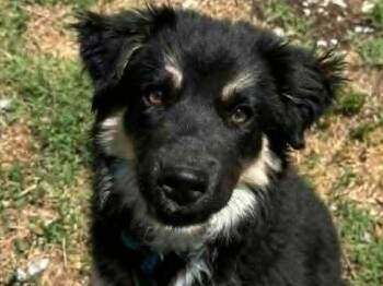 Australian Shepherd and Great Pyrenees Dogs Available for Adoption in Algood, Tennessee - Peanut Butter | PetCurious