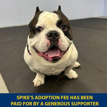 Spike -  Pit Bull Terrier Dog for Adoption in Wantagh, New York - Spike | PetCurious
