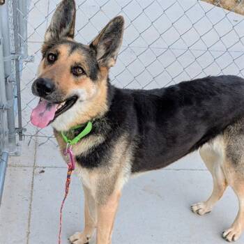 KARMA -  German Shepherd Dog Dog for Adoption in Las Vegas, Nevada - KARMA | PetCurious