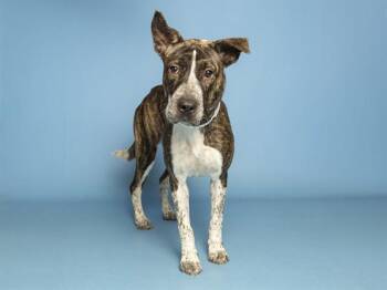 DANI -  Pit Bull Terrier Dog for Adoption in Phoenix, Arizona - DANI | PetCurious