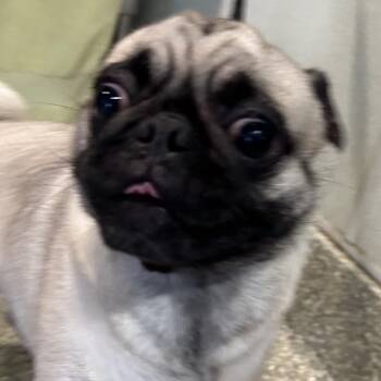 IVHS-Stray-143577 -  Pug Dog for Adoption in San Gabriel, California - IVHS-Stray-143577 | PetCurious