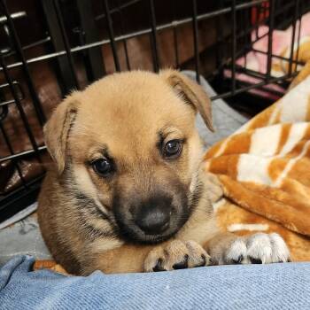 Rescue Australian Kelpie and Mixed Breed Dogs for Adoption in Austin, Texas - Tigress AL | PetCurious