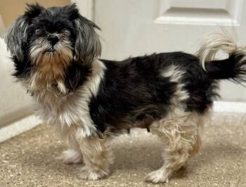 Rescue Shih Tzu Dogs for Adoption in Great Bend, Kansas - Tootsie | PetCurious