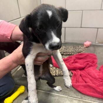 Haley -  Chihuahua and Miniature Pinscher Dog for Adoption in Waynesburg, Pennsylvania - Haley | PetCurious