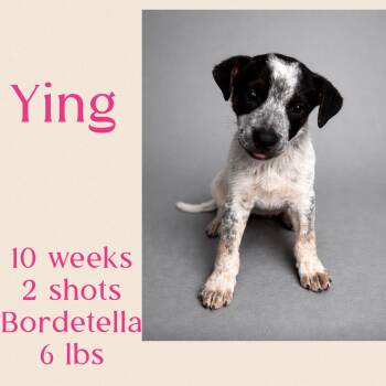 Terrier Dogs Available for Adoption in Virginia Beach, Virginia - Ying | PetCurious