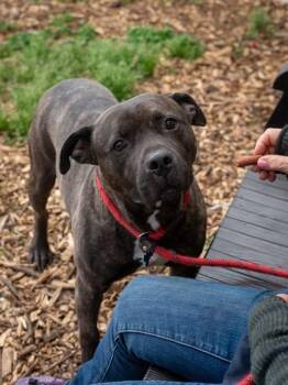 Mixed Breed Dogs Available for Adoption in Chamblee, Georgia - Spike | PetCurious