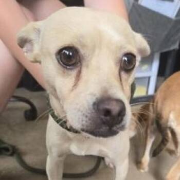 FRISCO -  Chihuahua Dog for Adoption in Fernandina Beach, Florida - FRISCO | PetCurious