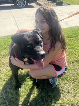 Rescue Terrier and Labrador Retriever Dogs for Adoption in Euless, Texas - Raider | PetCurious