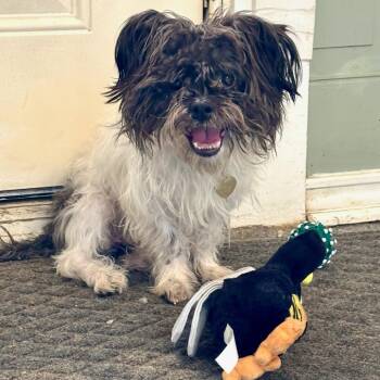 Shih Tzu and Mixed Breed Dogs Available for Adoption - Lucky | PetCurious