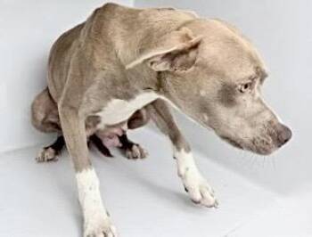 Pit Bull Terrier and Mixed Breed Dogs Available for Adoption in Houston, Texas - A654198 | PetCurious