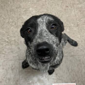 Australian Cattle Dog Blue Heeler Dogs Available for Adoption in Parrish, Alabama - Mousie (needs Leg Amp) | PetCurious