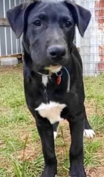 A-Boots -  Labrador Retriever Dog for Adoption in Frankston, Texas - A-Boots | PetCurious