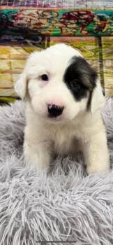 Quartz -  German Shepherd Dog Dog for Adoption in Brookings, Oregon - Quartz | PetCurious