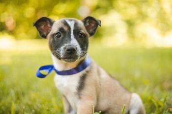 Riley -  Mixed Breed Dog for Adoption in Gradyville, Kentucky - Riley | PetCurious