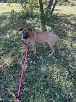 Rescue Labrador Retriever Dogs for Adoption in Nashville, Tennessee - Eleanor | PetCurious