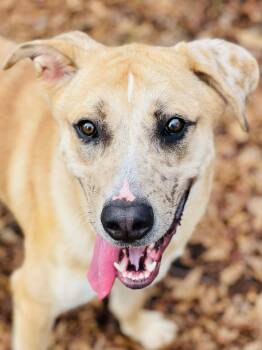 Anatolian Shepherd Dogs Available for Adoption - Crescent | PetCurious