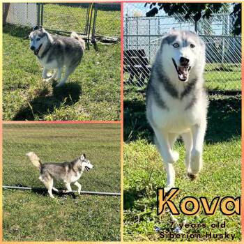 Rescue Siberian Husky Dogs for Adoption in Franklin, Indiana - Kova | PetCurious