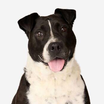 Rosemary -  Cattle Dog Dog for Adoption in San Diego, California - Rosemary | PetCurious