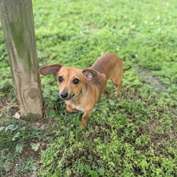 Dachshund and Chihuahua Dogs Available for Adoption in Carencro, Louisiana - Sissie | PetCurious