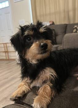 Terrier Dogs Available for Adoption - Mochi | PetCurious
