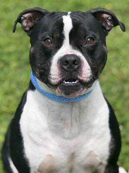 Zeus -  Pit Bull Terrier Dog for Adoption in Anderson, Indiana - Zeus | PetCurious