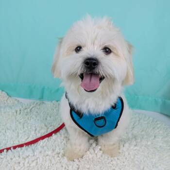 Shih Tzu Dogs Available for Adoption - Rocky | PetCurious