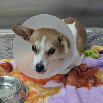 Breeze -  Chihuahua Dog for Adoption in St. Augustine, Florida - Breeze | PetCurious