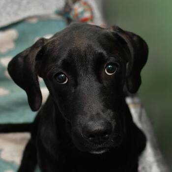 Marshall -  Black Labrador Retriever and Mixed Breed Dog for Adoption in Ottawa, Kansas - Marshall | PetCurious