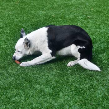 Border Collie and Mixed Breed Dogs Available for Adoption - Sapphire | PetCurious