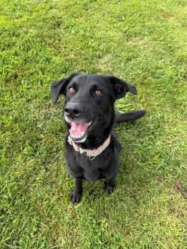Ripley -  Labrador Retriever Dog for Adoption in Augusta, West Virginia - Ripley | PetCurious