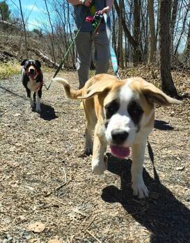 Saint Bernard and Great Pyrenees Dogs Available for Adoption in Hawkestone, Ontario - Maggie | PetCurious