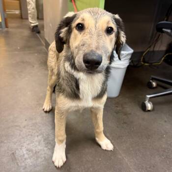 Collie and Mixed Breed Dogs Available for Adoption in Norman, Oklahoma - Theo | PetCurious