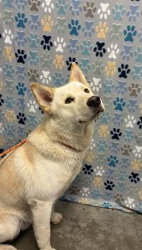 ROSCO -  Siberian Husky Dog for Adoption in Rosenberg, Texas - ROSCO | PetCurious