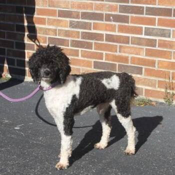 Hardy -  Poodle and Mixed Breed Dog for Adoption in Elk Grove Village, Illinois - Hardy | PetCurious