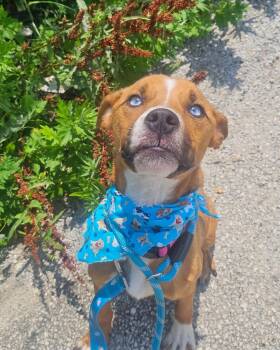 Clara -  Australian Shepherd Dog for Adoption in Merrillville, Indiana - Clara | PetCurious