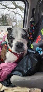 English Bulldog Dogs Available for Adoption in Egg Harbor City, New Jersey - Chloe | PetCurious