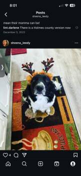 Rescue Border Collie Dogs for Adoption in Richmond, Virginia - REMI - COURTESY LISTING | PetCurious