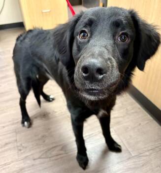 Charlie -  Flat Coated Retriever and Mixed Breed Dog for Adoption in Gillette, Wyoming - Charlie | PetCurious