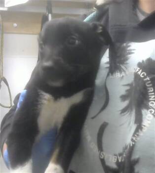 Labrador Retriever and Mixed Breed Dogs Available for Adoption in Albuquerque, New Mexico - MILKY WAY | PetCurious