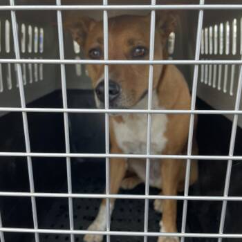Mixed Breed Dogs Available for Adoption in Lake Jackson, Texas - Blossom | PetCurious